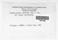 Cryptosporella suffusa image